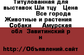 Титулованная для выставок Ши-тцу › Цена ­ 100 000 - Все города Животные и растения » Собаки   . Амурская обл.,Завитинский р-н